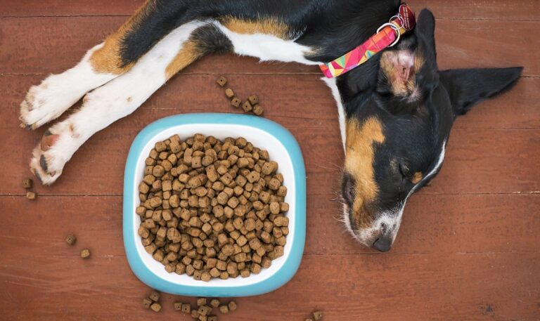 best dog food for sensitive stomach