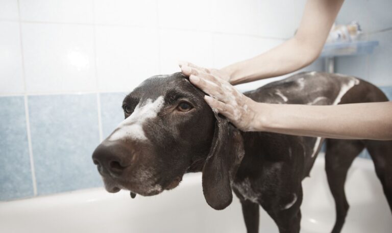 best smelling dog shampoo