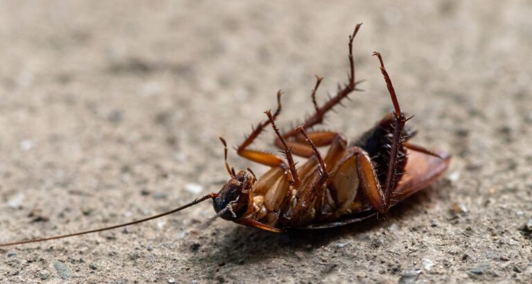 baby cockroaches